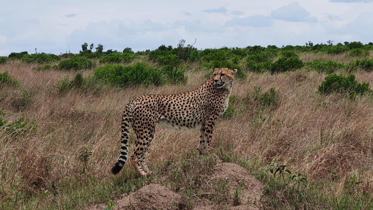 Osikinai Mara Guest House Sekenani Exteriör bild